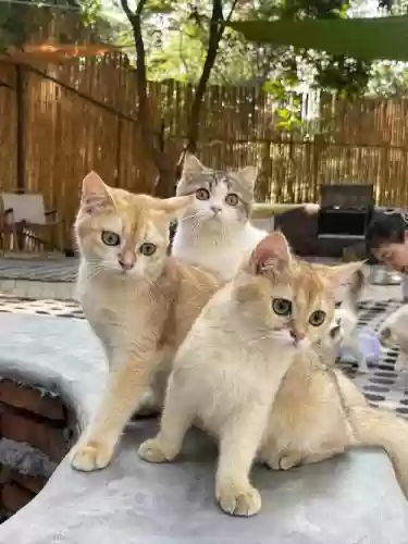 猫咪好友阵容_1插图 猫咪好友阵容_1插图