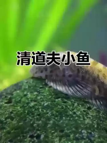 清道夫技能插图