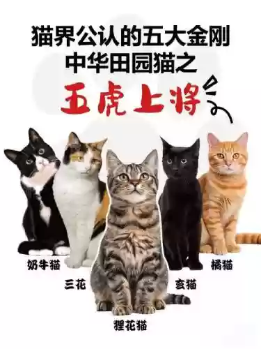 虎猫阵容搭配最新插图1