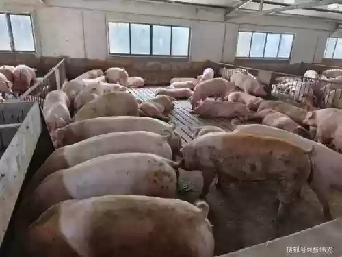 激素猪阵容插图1 激素猪阵容插图1