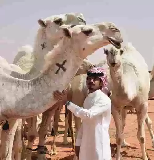 沙特骆驼阵容_1插图1 沙特骆驼阵容_1插图1