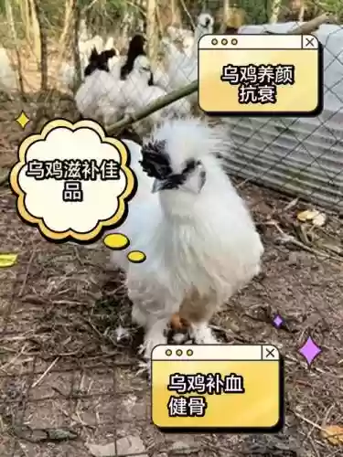 乌鸡两级技能的提升插图1 乌鸡两级技能的提升插图1