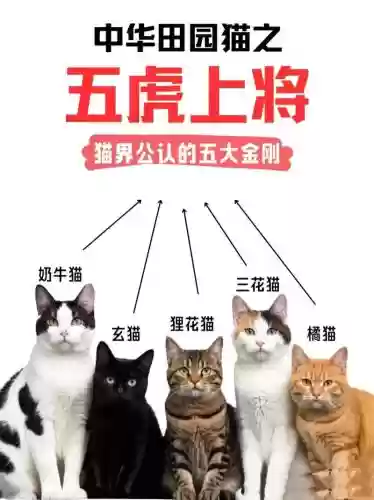 猫虎阵容搭配推荐，猫虎区别插图