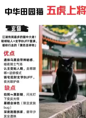 猫虎阵容搭配推荐，猫虎区别插图1
