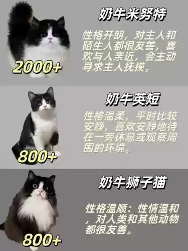 黑与白宠物攻略，黑与白手游插图1